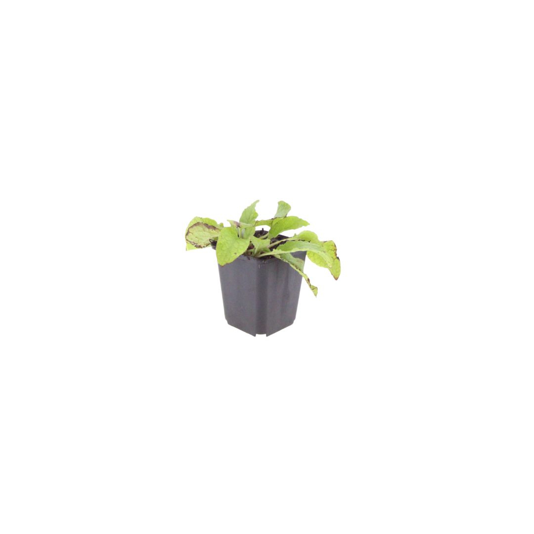 24x Symphytum grand. 'Wisley Blue' - ↕10-25cm - Ø9cm