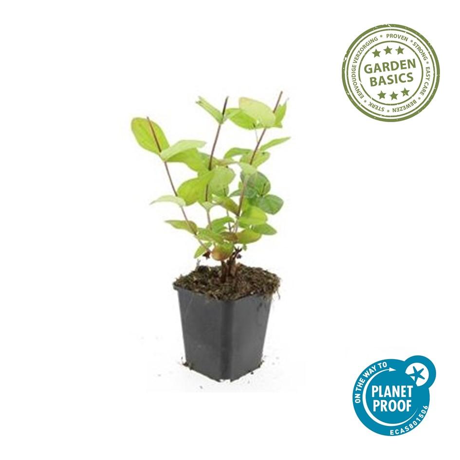 48x Hypericum inodorum 'Beauty' - ↕10-25cm - Ø9cm