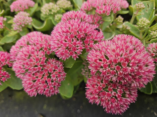 60x Sedum 'Herbstfreude' - ↕10-25cm - Ø9cm