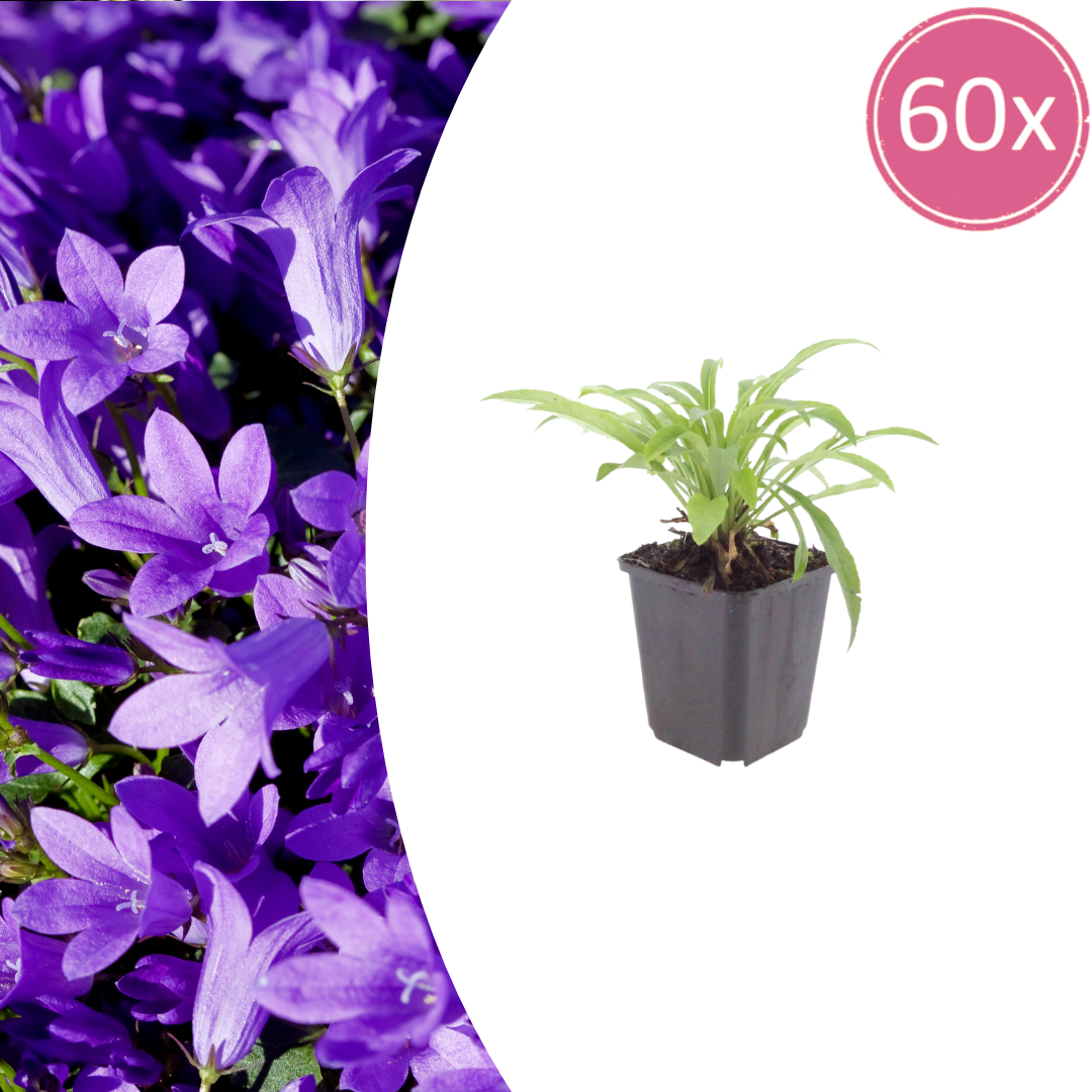 60x Campanula press. 'Coerulea' - ↕10-25cm - Ø9cm