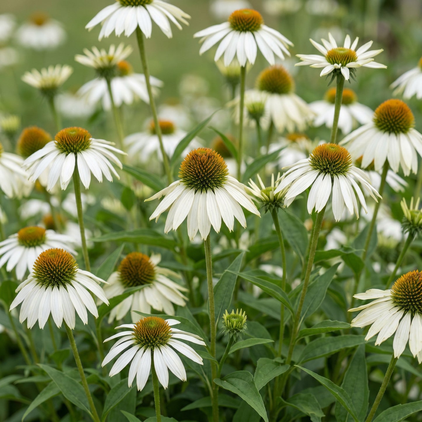 Green boutiQ - Perennial - Echinacea purp. Alba - Coneflower - Bee and butterfly attractors - White - 6 Plants - Pot 11cm - Height 15-25cm