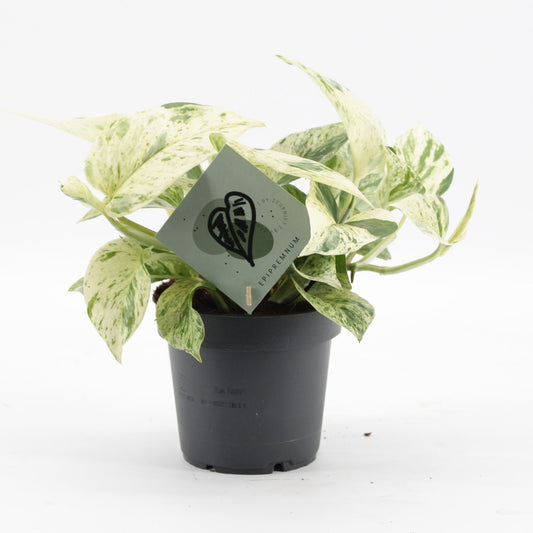 Epipremnum Snow Leopard - Epipremnum Snow Leopard - Groen - Creme - Tropisch - Ø12cm - ↕25cm