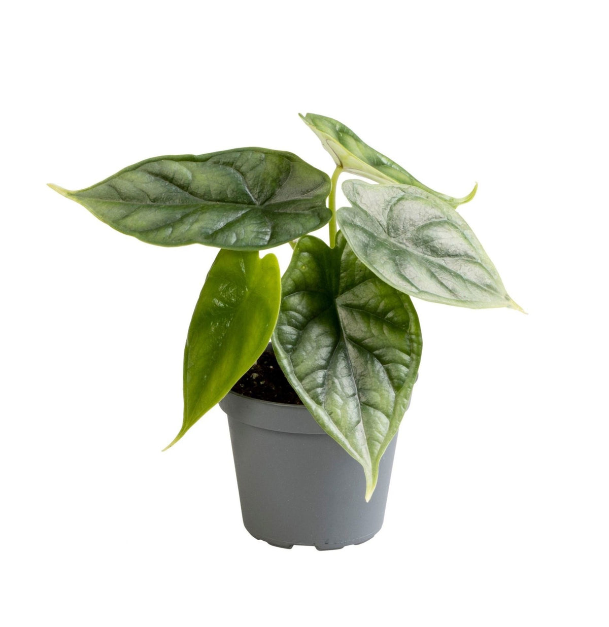 Alocasia Dragon Scale - Drakenschubben olifantsoor - Groen - Tropisch - Ø6cm - ↕12cm
