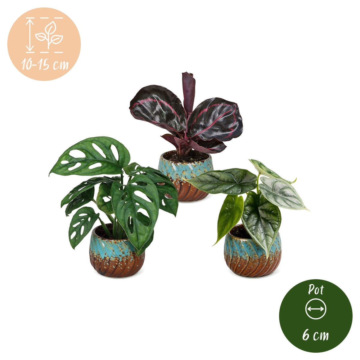3x Baby Jungle Mix - Assorted - Tropical - incl. Copper Reef - Ø6cm - ↕10-15cm
