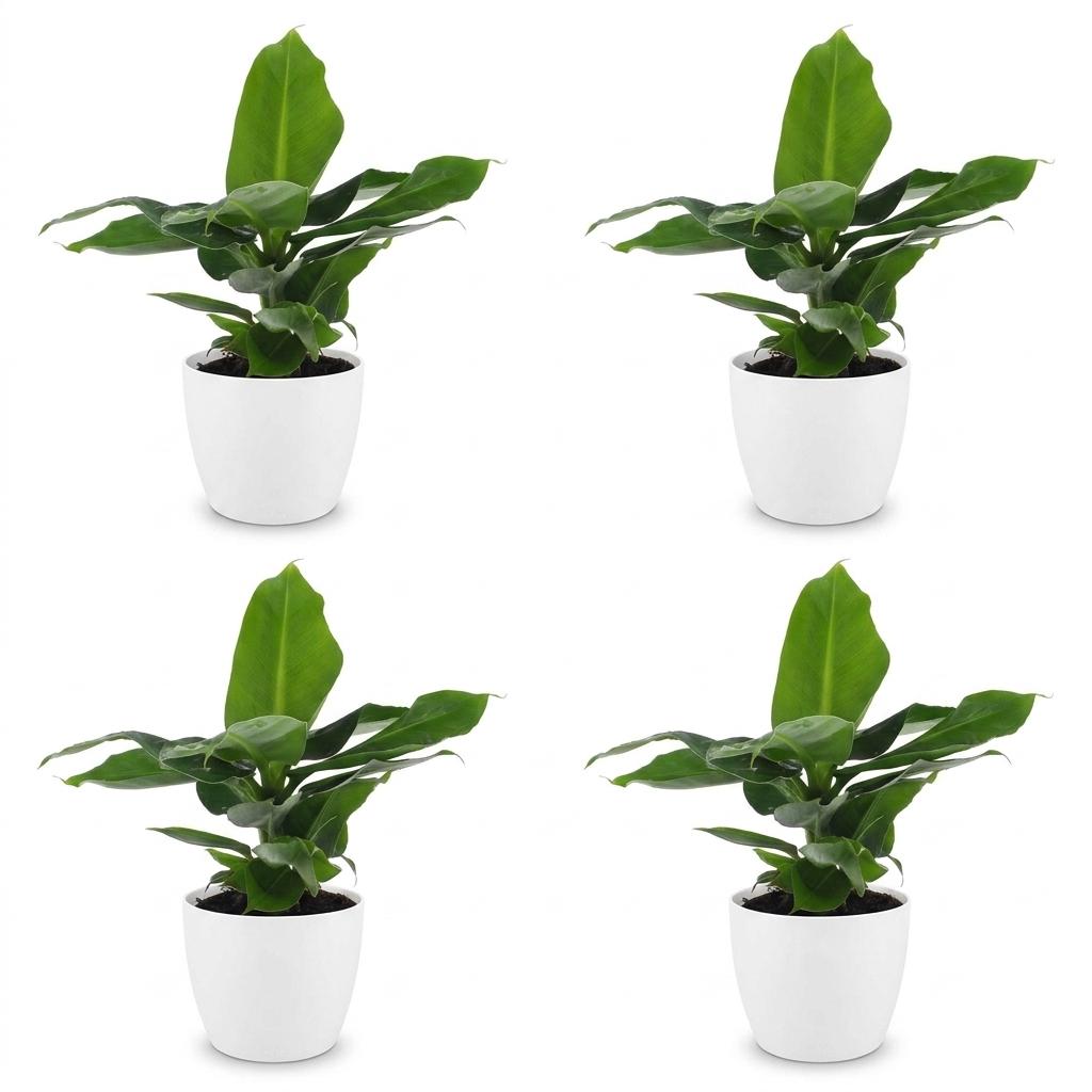 Green boutiQ - Musa Oriental Dwarf - Oriental Dwarf Banana - 4 Plants - with White Pot - Pot 12cm - Height - 30cm