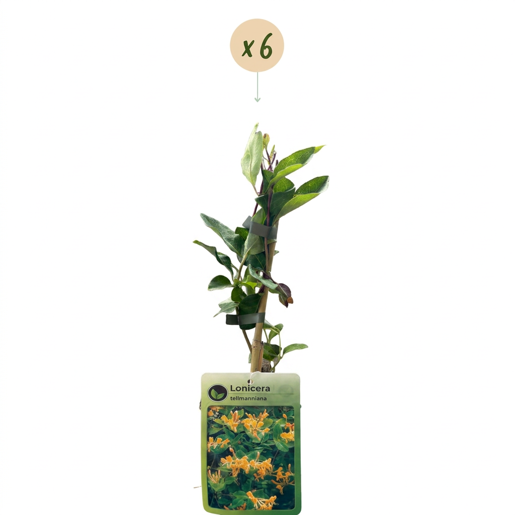6x Lonicera tellmanniana - Tellmann's honeysuckle - Orange - Yellow - Climbing plant - Ø9cm - ↕35cm