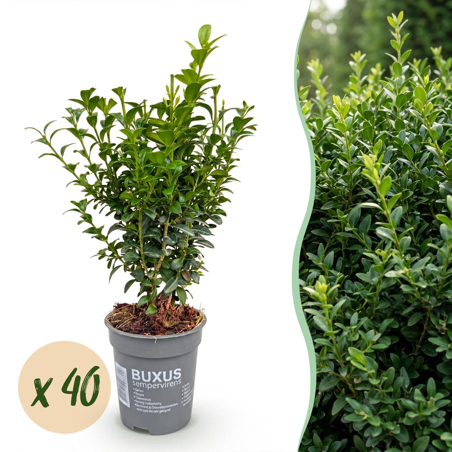 Green boutiQ - 40x Buxus sempervirens - Boxwood - Hedge Plants - Evergreen - Green - Pot 9cm - Height 20-25cm