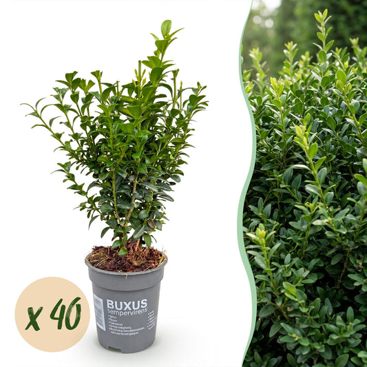 Green boutiQ - 40x Buxus sempervirens - Palm Tree - Hedge Plants - Evergreen - Green - Pot 9cm - Height 20-25cm