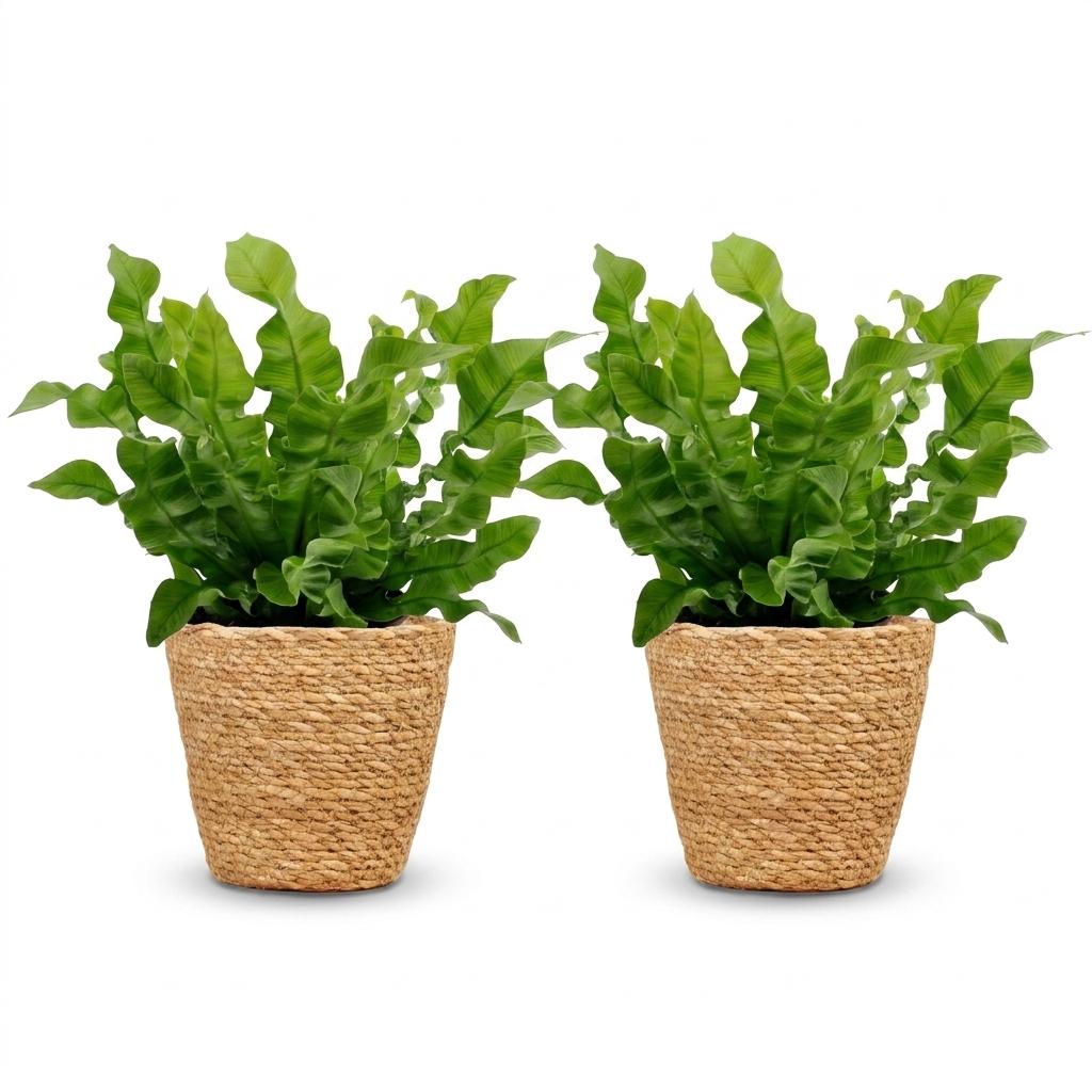 Asplenium Crispy Wave - Asplenium Crispy Wave - 2 Plants - with Basket - Pot 12cm - Height 30cm