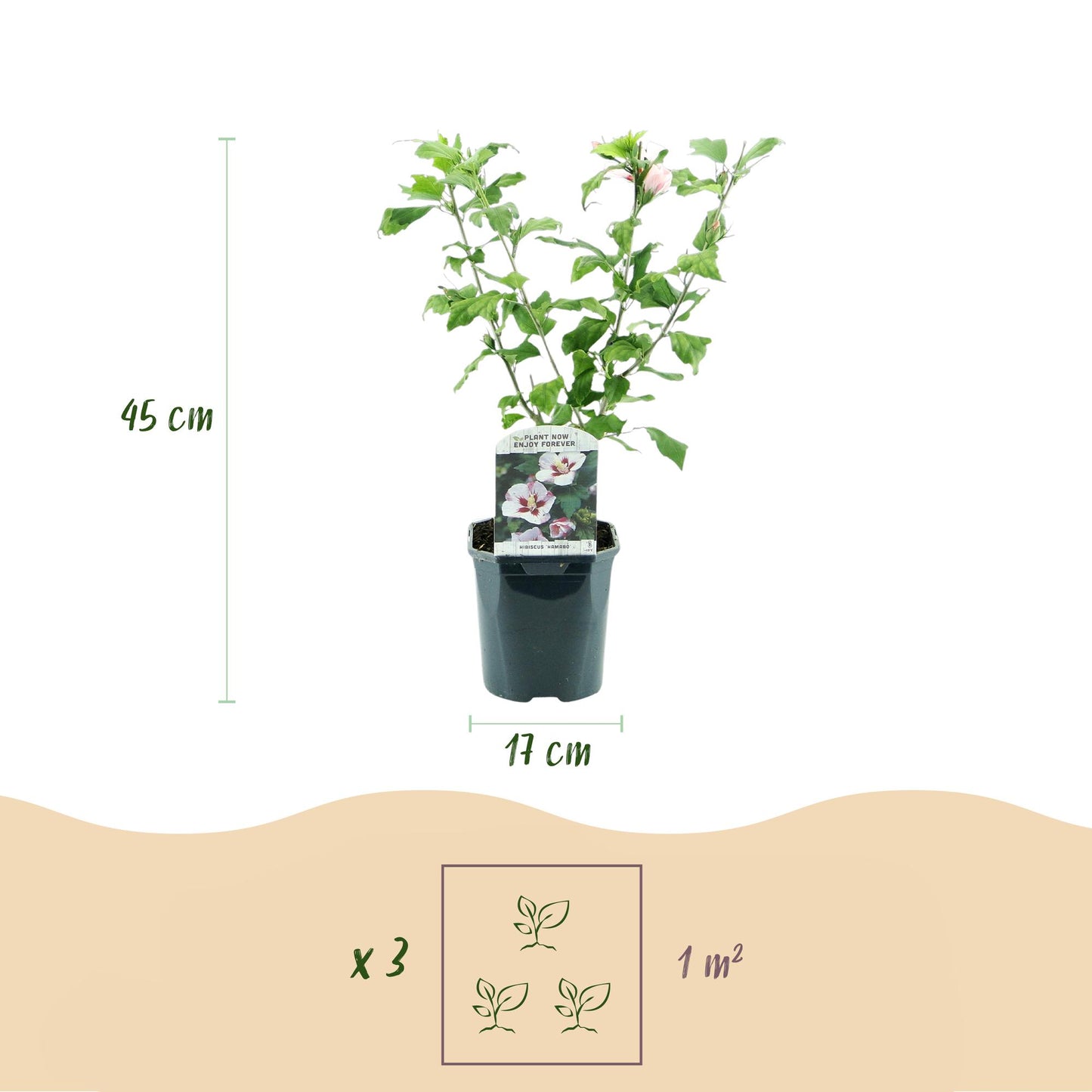 Green boutiQ - Plante de jardin - Hibiscus syriacus Hamabo - Hibiscus de jardin - Rustique - Blanc - Rose - 3 Plantes - Pot de 17cm - Hauteur de 45cm
