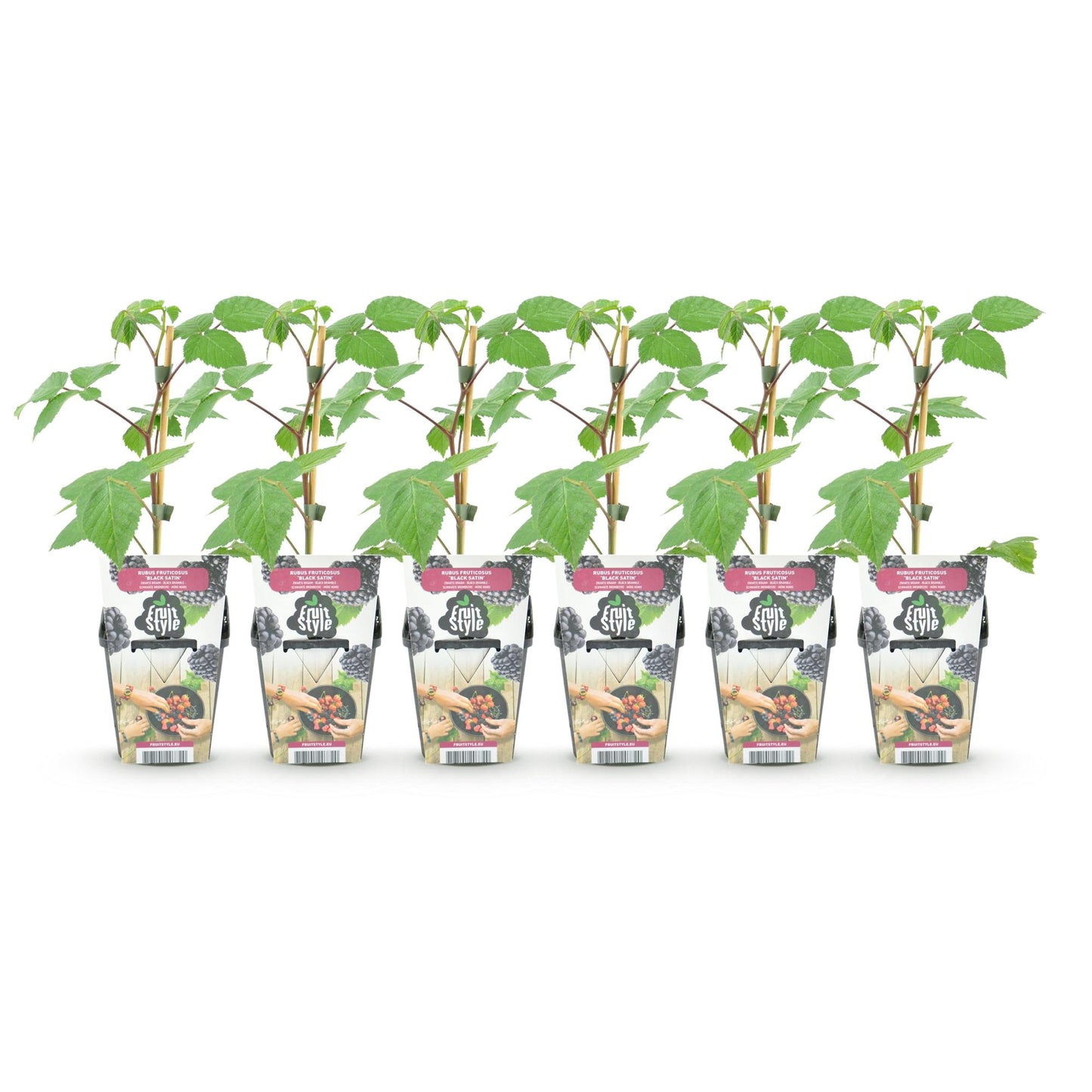 Fruitplanten - Braam - Rubus Black Satin - Winterhard - 6 Planten - Pot 9 cm - Zwarte Braam