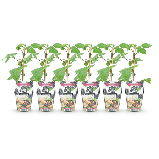 Fruitplanten - Braam - Rubus Black Satin - Winterhard - 6 Planten - Pot 9 cm - Zwarte Braam