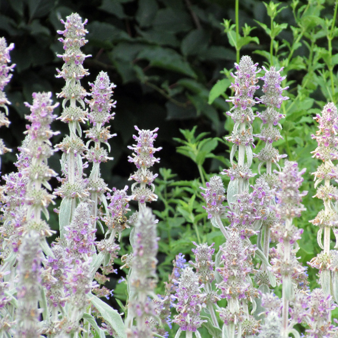 6x Stachys byzantina 'Silver Carpet' - ↕10-25cm - Ø9cm