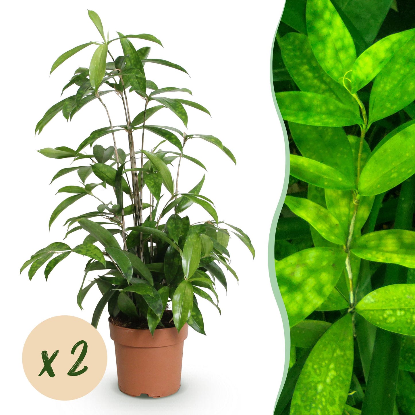 Green BoutiQ - Green is... Houseplants - Dracaena surculosa - Dragon tree - Low maintenance - Green - 2 Plants - Pot 17cm - Height 60-70cm