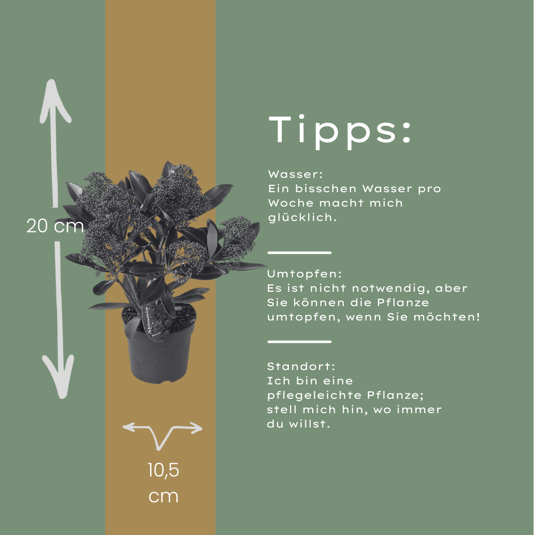 Set di 3 Skimmia 'Rubella' – Ø10,5 cm – ↨ 20-25 cm