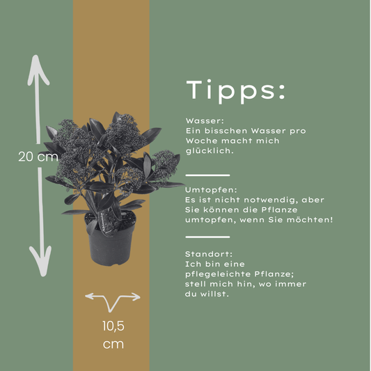 Set of 3 Skimmia 'Rubella' – Ø10.5 cm – ↨ 20-25 cm