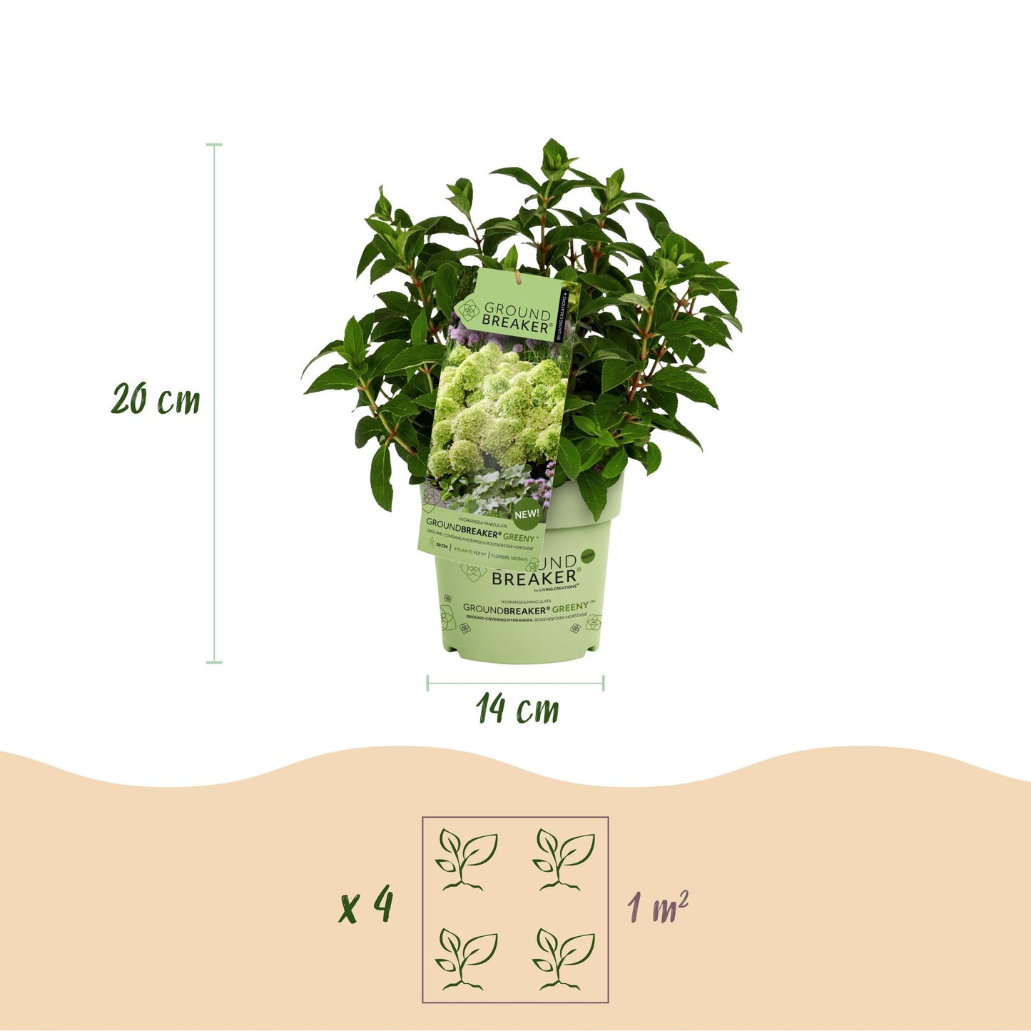 Green boutiQ - Pianta da Giardino - Hydrangea panniculata Groundbreaker Greeny - Ortensia Paniculata - Resistente - Crema - 4 Piante - Vaso 14cm - Altezza 20-25cm
