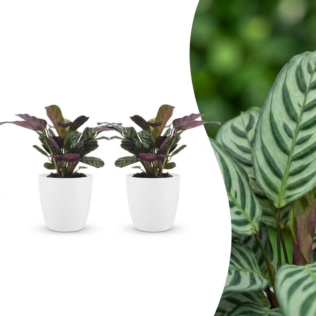 Ctenanthe Burle-Marxii - Fishbone Prayer Plant - 2 Plants - with White Pot - Pot 12cm - Height 30cm