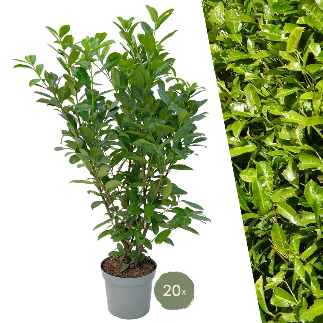 Large Cherry Laurel Plants Rotundifolia for 10 linear metres of hedge length | - 15L - 20x | ↨ 125-150 cm