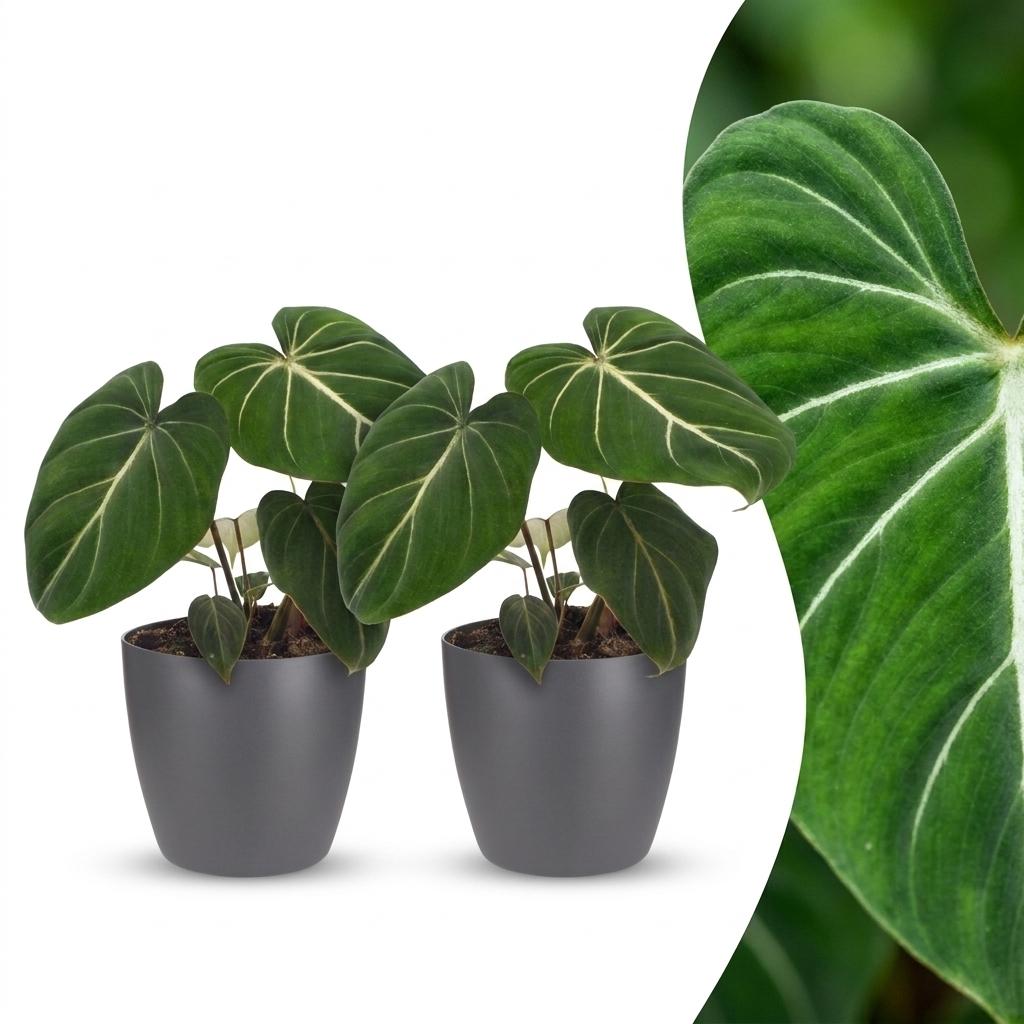 Philodendron Gloriosum - Glory Philodendron - 2 Plants - with Grey Pots - Pot 12cm - Height - 25cm