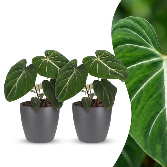Philodendron Gloriosum - Glory Philodendron - 2 Plants - with Grey Pots - Pot 12cm - Height - 25cm