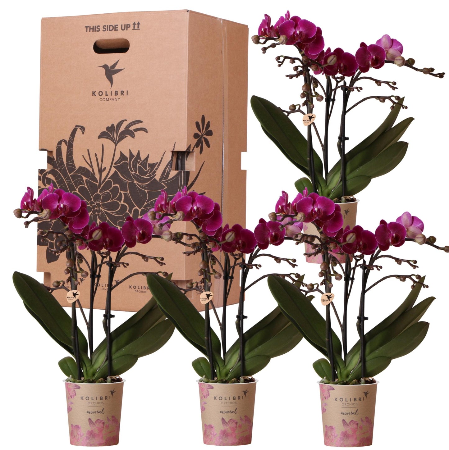 Orchidee Kolibri - Scatola a sorpresa unicolore - scatola sconto per piante - scatola a sorpresa con 4 diverse orchidee - fresche dal coltivatore