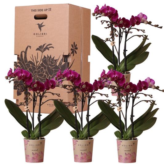 Orchidee Kolibri - Scatola a sorpresa unicolore - scatola sconto per piante - scatola a sorpresa con 4 diverse orchidee - fresche dal coltivatore