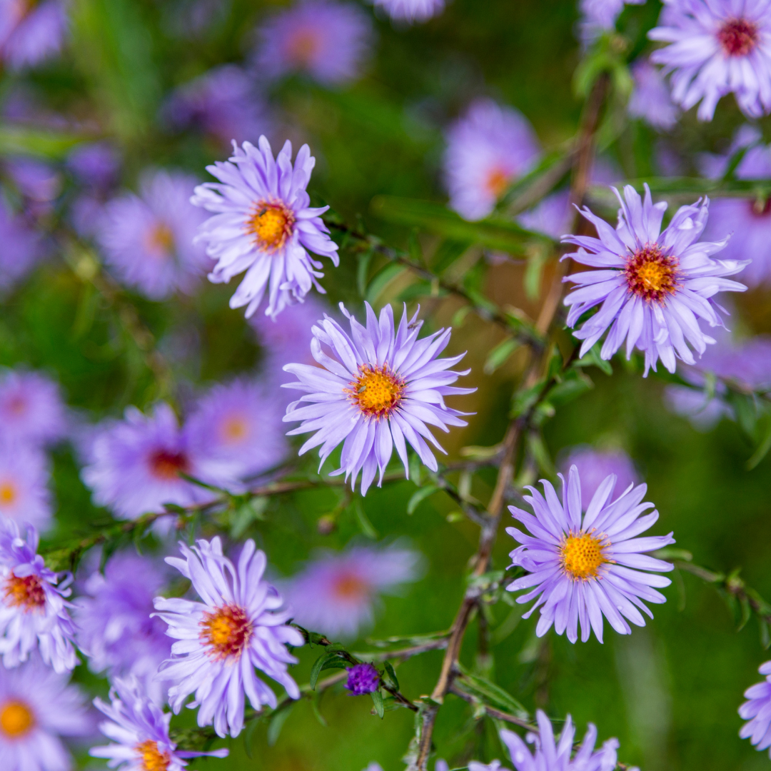 60x Aster frikartii 'Monch' - ↕10-25cm - Ø9cm