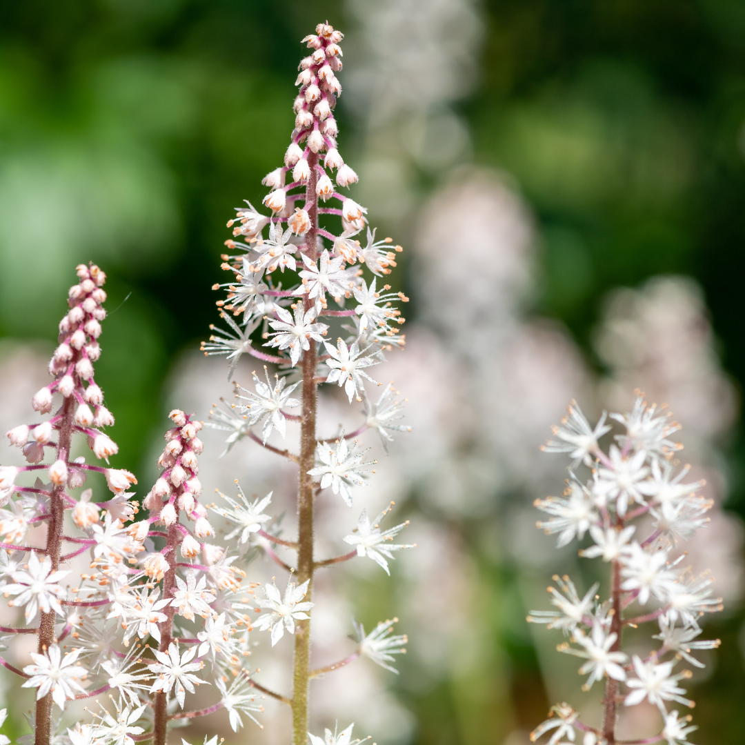 48x Tiarella cordifolia - ↕10-25cm - Ø9cm