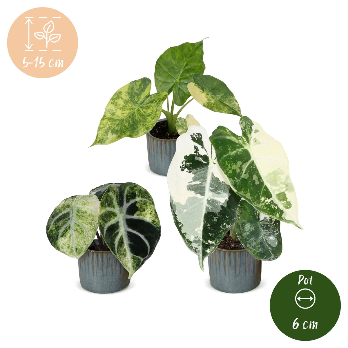 3x Baby Alocasia Tricolour Variegata - Green - Black - Variegated - Tropical - incl. Linnea Misty Blue - Ø6cm - ↕5-15cm