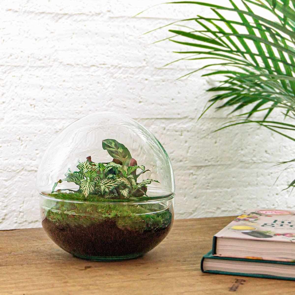 DIY Plant terrarium two-piece glass dome - Ø 20 cm ↑ 20 cm - Rake + Shovel + Tweezer + Scissors