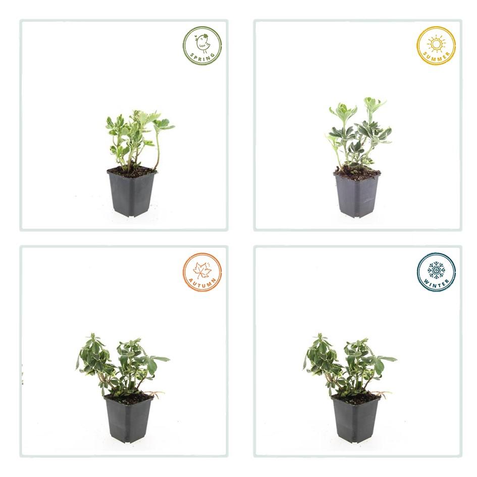6x termine Pachysandra. 'Variegata' - ↕10-25cm - Ø9cm