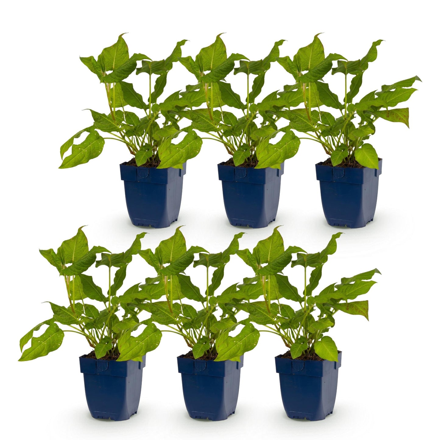 Green boutiQ - Plante vivace - Persicaria amplexicaulis - Renouée - Attire les abeilles et les papillons - Rouge - 6 Plantes - Pot 11cm - Hauteur 15-25cm
