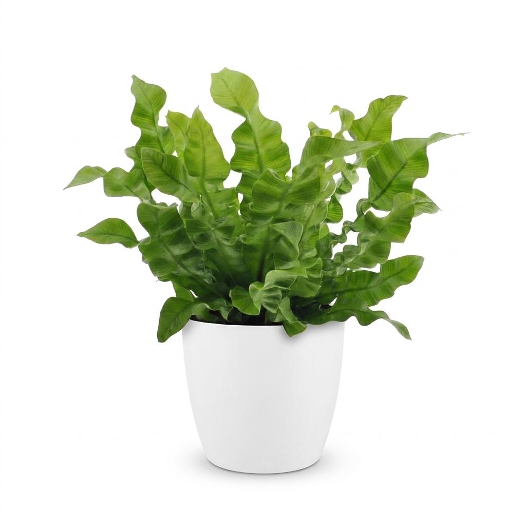 Asplenium Crispy Wave - Asplenium Crispy Wave - 1 Pianta - con Vaso Bianco - Vaso 12cm - Altezza - 30cm