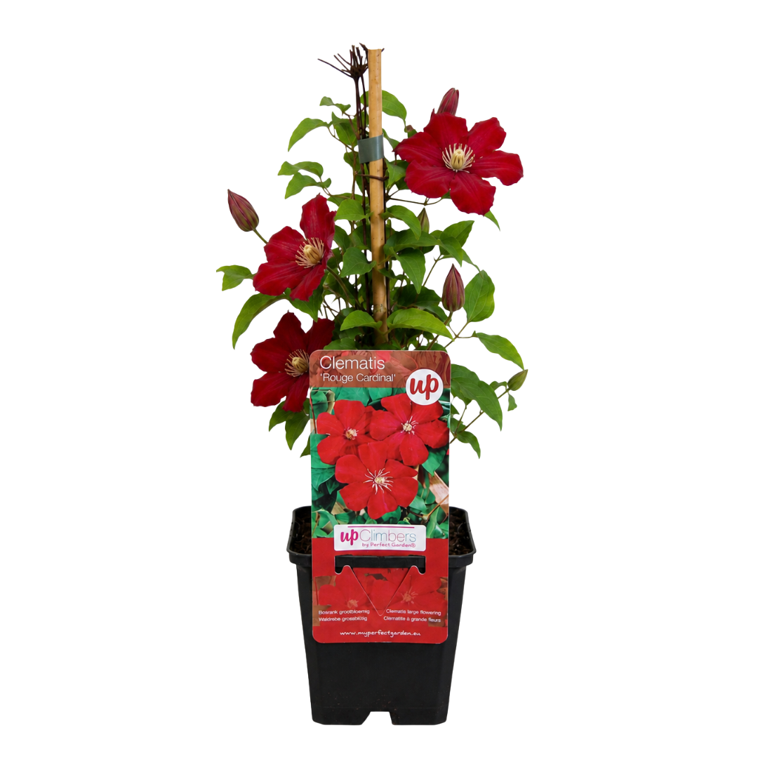6x Clematis 'Rouge Cardinal' – P9 pot – beautiful red-flowering climbing plant