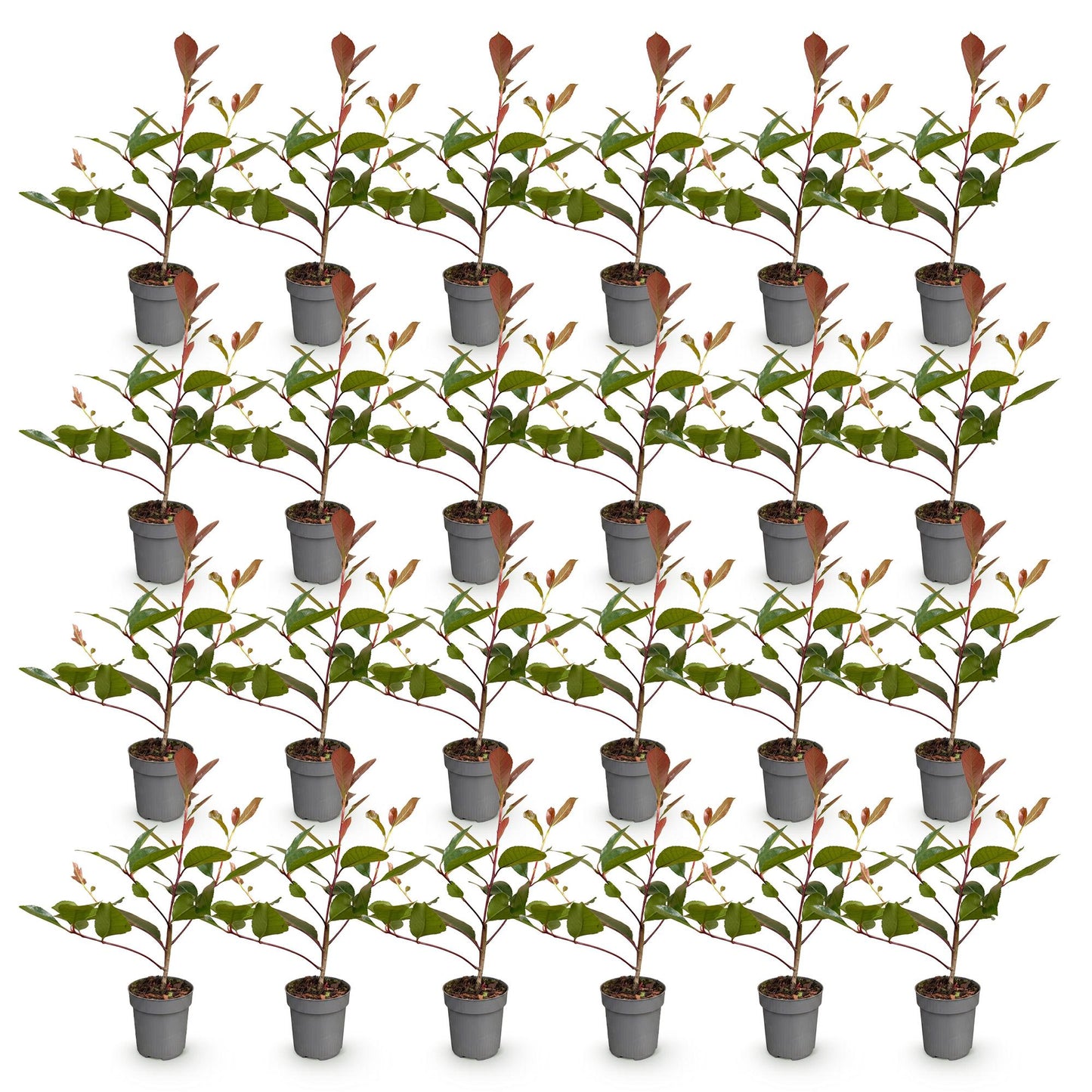 Green boutiQ - 24x Photinia fraseri Red Robin - Glossy Mispel - Hedge Plants - Evergreen - Red - Pot 9cm - Height 25-35cm