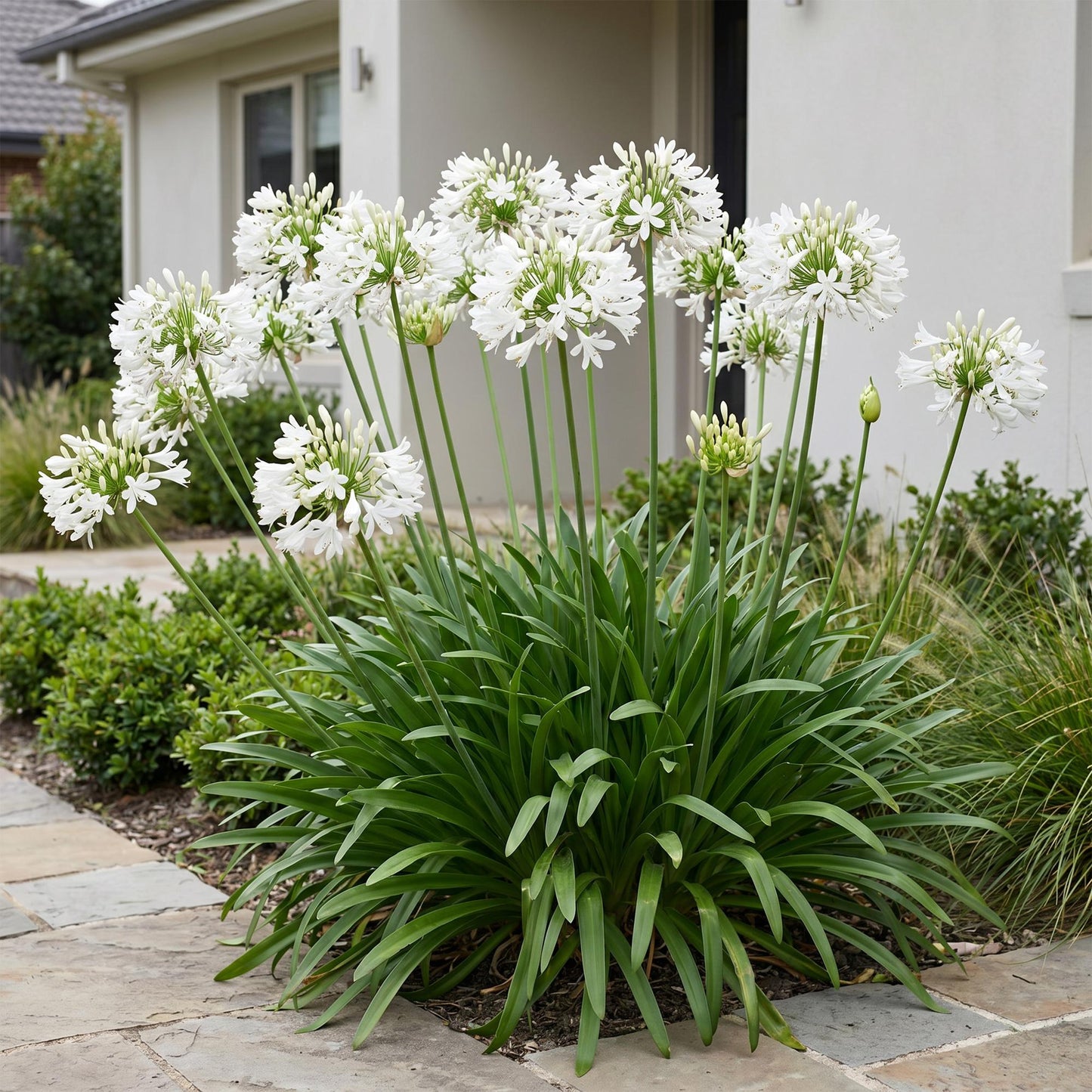 Vasteplant - Agapanthus africanus Albus - Afrikaanse Lelie - Bijen en Vlinderlokkers - Wit - 3 Planten - Pot 11cm - Hoogte 15-25cm