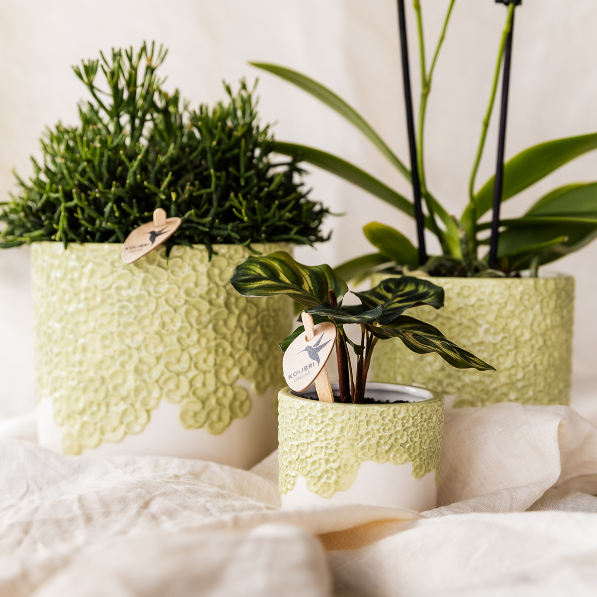 Kolibri Company | Set di piante Bloom Green | Orchidea gialla Albenga 9cm + piante verdi incl. vasi decorativi