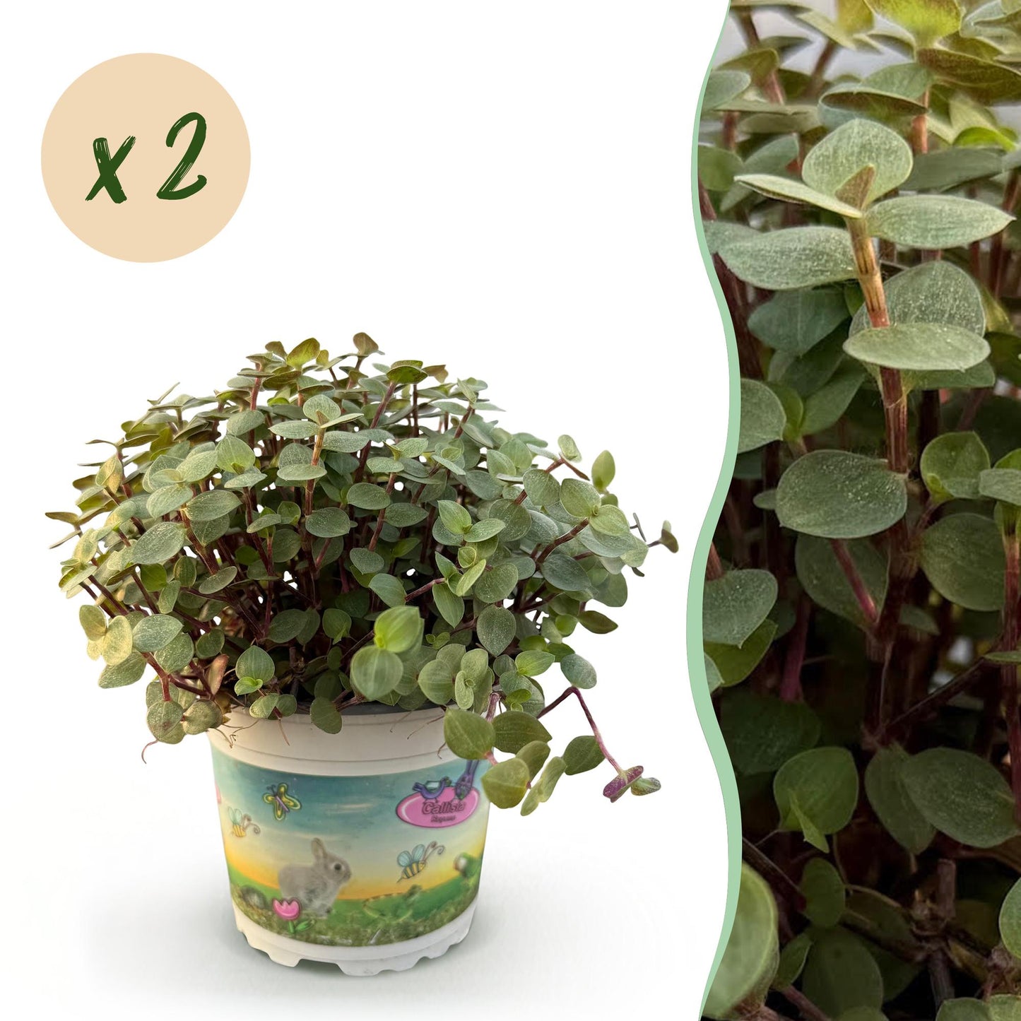Green boutiQ - Houseplant - Calissia repens - Cat grass - Pet-friendly - Green - 2 Plants - 12cm Pot - Height 17-20cm