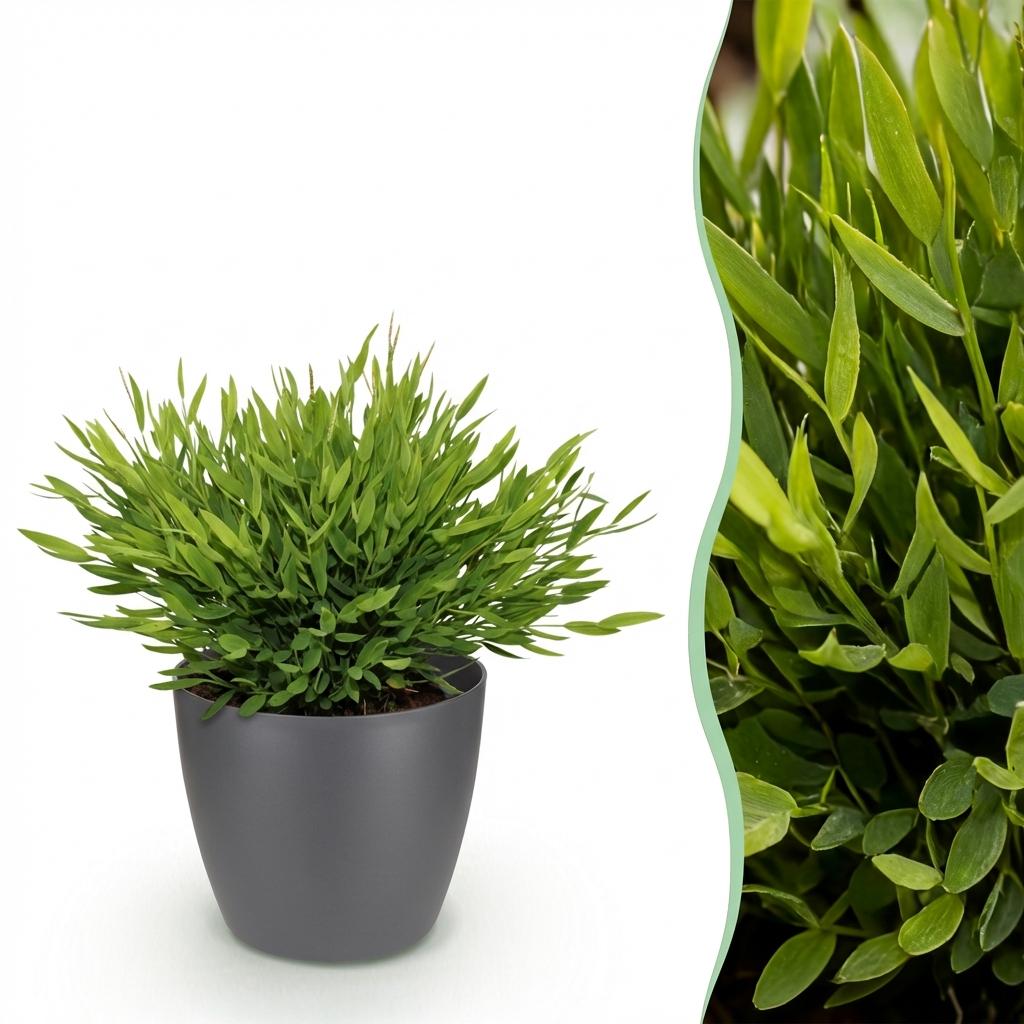 Houseplant - Bamusa Pogonatherum Monica - Bamboo Grass - Pet-Friendly Plant - Green - 1 Plant - with Grey Pot - Pot 12cm - Height 20cm