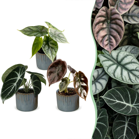 3x Baby Alocasia Tricolour - Rouge - Vert - Noir - Tropicale - incl. Linnea Misty Blue - Ø6cm - ↕12cm