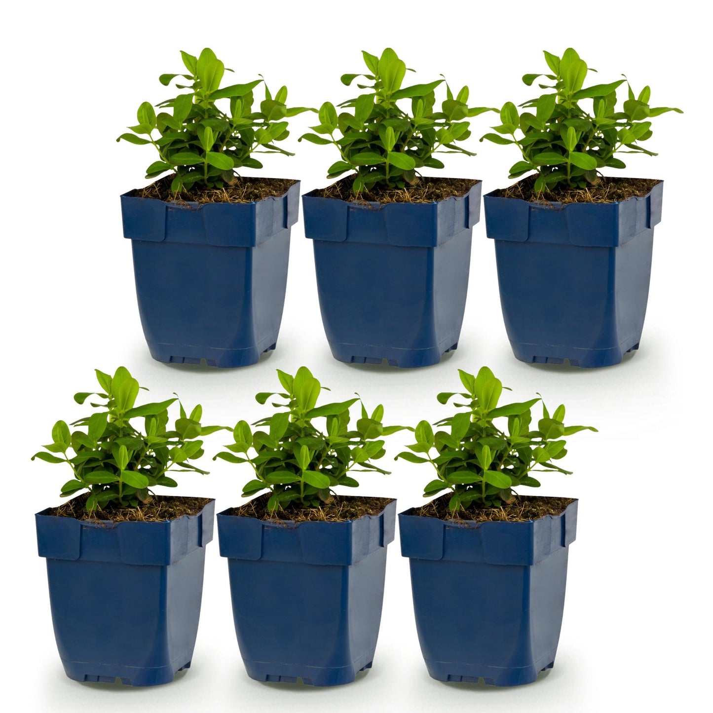 Vasteplant - Hypericum calycinum - Sint-Janskruid - Bijen- en vlinderlokkers - Geel - 6 Planten - Pot 11cm - Hoogte 15-25cm