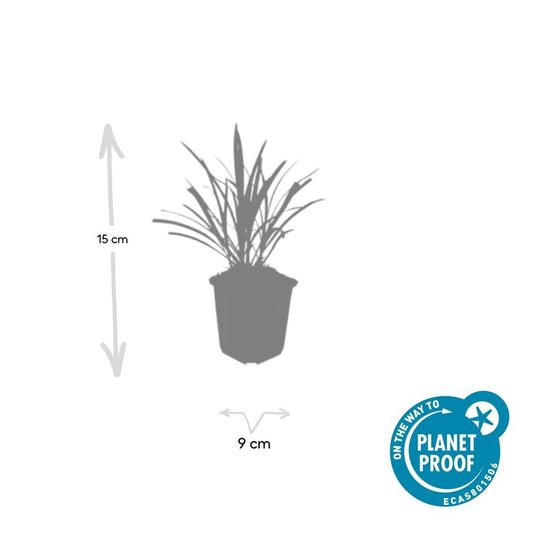 48x Liriope muscari 'Ingwersen' - ↕10-25cm - Ø9cm