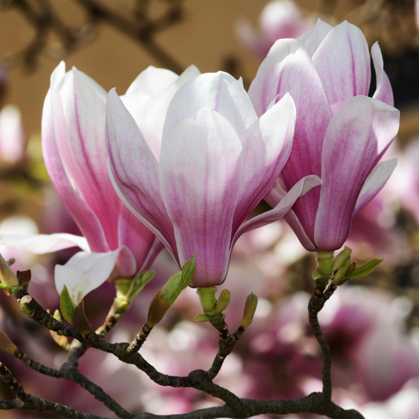 Garden Plant - Magnolia soulangeana - Flower Pink - 1 Plant - Deciduous - Low Maintenance - Pot 12cm Height 30cm