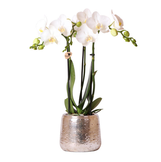Orchidee colibrì | orchidea Phalaenopsis bianca – Amabilis + vaso decorativo di lusso argento – dimensioni vaso Ø9cm – altezza 40cm | pianta d'appartamento fiorita in vaso di fiori - fresca dal coltivatore