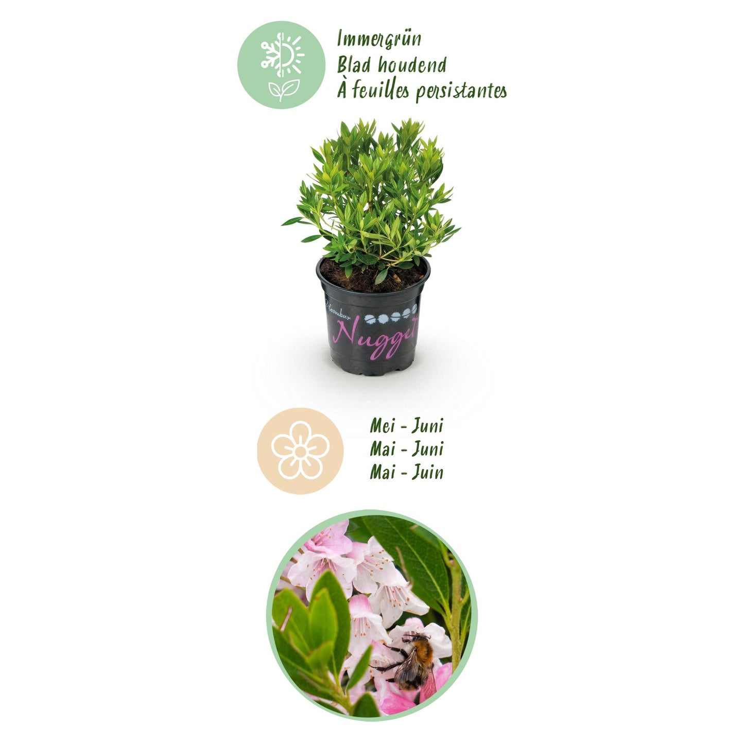 Green boutiQ - Dwerg Rhododendron - Rhododendron Bloombux Light Pink - Bloeiende Buxus - Weinig Onderhoud - Licht Roze Bloem - 3 Planten - Pot 10,5cm - Hoogte 20-25cm