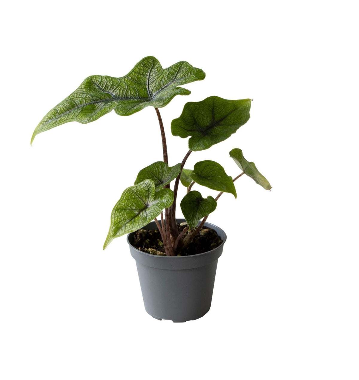 Alocasia Jacklyn - Alocasia Jacklyn - Groen - Tropisch - Ø6cm - ↕10cm