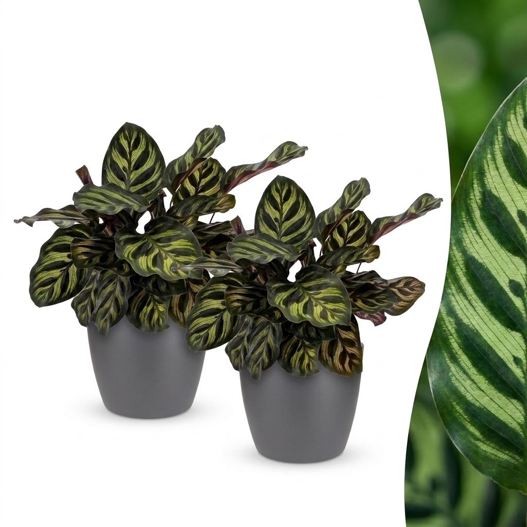 Calathea Makoyana - Pauwenplant - 2 Planten - met Potter Grijs - Pot 12cm - Hoogte 25cm