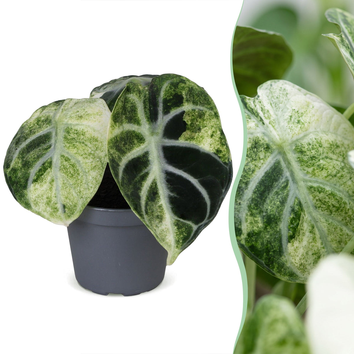 Alocasia Ninja Variegata - Alocasia Ninja Variegata - Zwart - Variegata - Tropisch - Ø6cm - ↕5cm