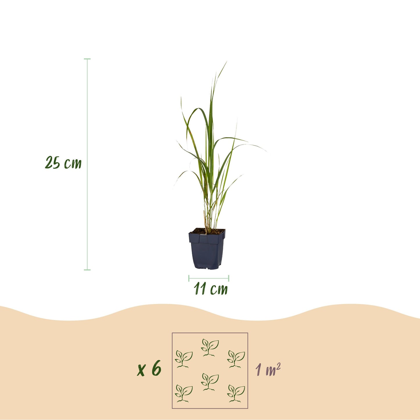 Grasses - Molinia arund. Karl Foerster - Purple Moor Grass - With Plume - Green - 1 Plant - Pot 11cm - Height 15-25cm